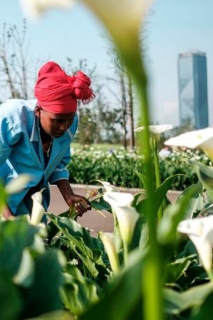 A woman arranges a garden at the Friendship Square in the city of Addis Ababa, Ethiopia, on September 22, 2020. - For the past year, workers have been busy transforming a disused plot of land down the hill from Ethiopian Prime Minister Abiy Ahmed's office into a park showcasing his political vision.
The 48-hectare Friendship Square is rich in symbolism promoting unity. (Photo by EDUARDO SOTERAS / AFP) (Photo by EDUARDO SOTERAS/AFP via Getty Images)